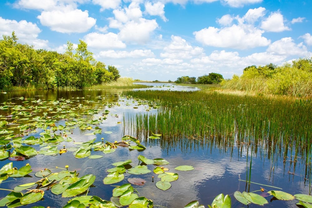 Flooded Grasslands and Savannas