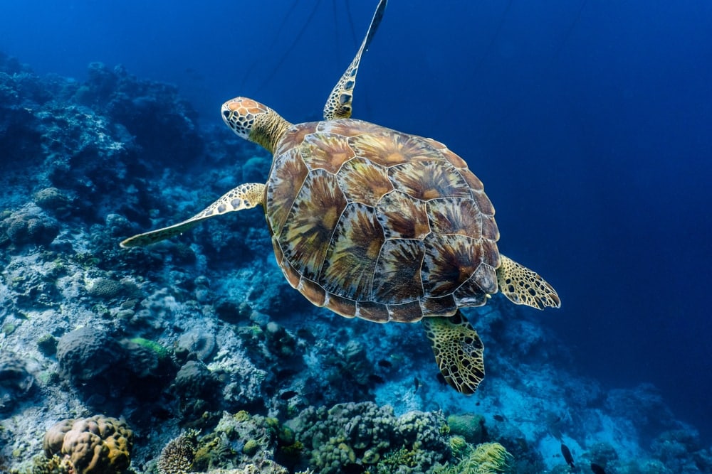 Green Sea Turtle swimming above corals