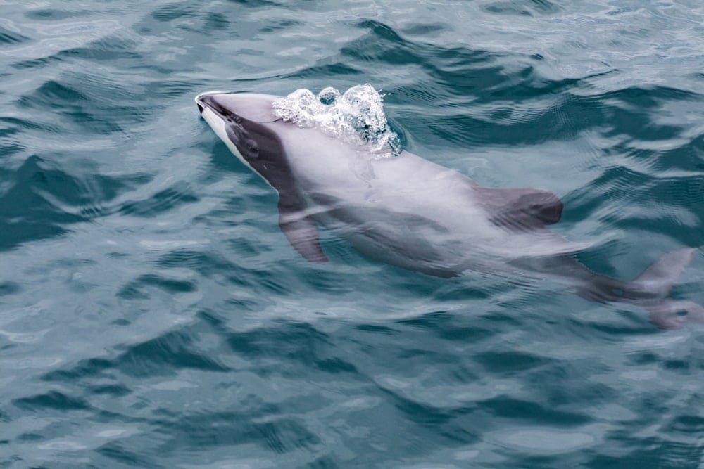 Hector's dolphin coming out of the water
