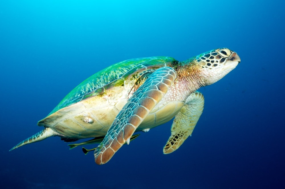 Loggerhead Sea Turtle
