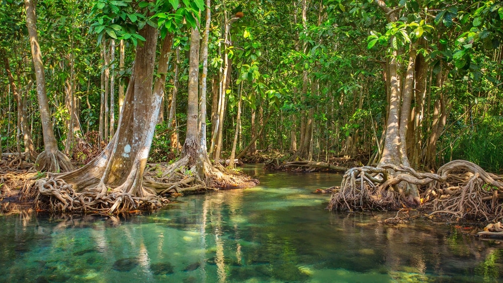 Mangroves
