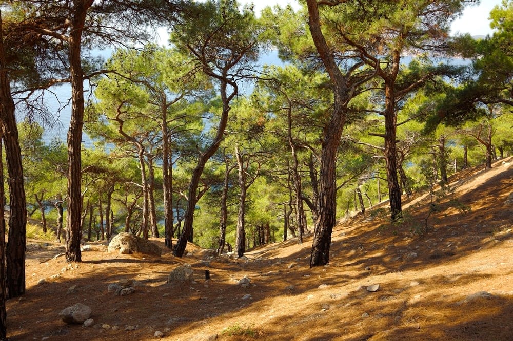 Mediterranean Forests, Woodlands, and Scrub