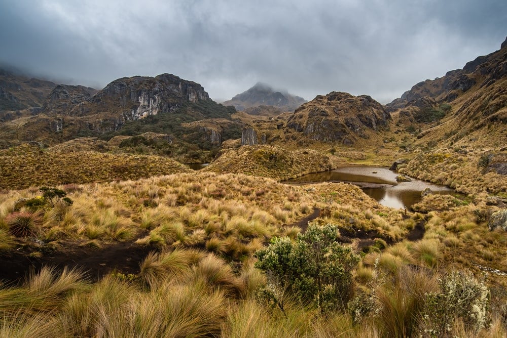 Montane Grasslands and Shrublands