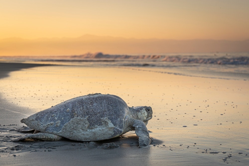 Olive Ridley sea turtle crawling back to the beach