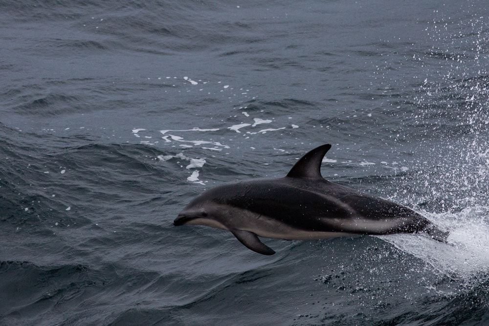 Peale's dolphin jumping out of the water