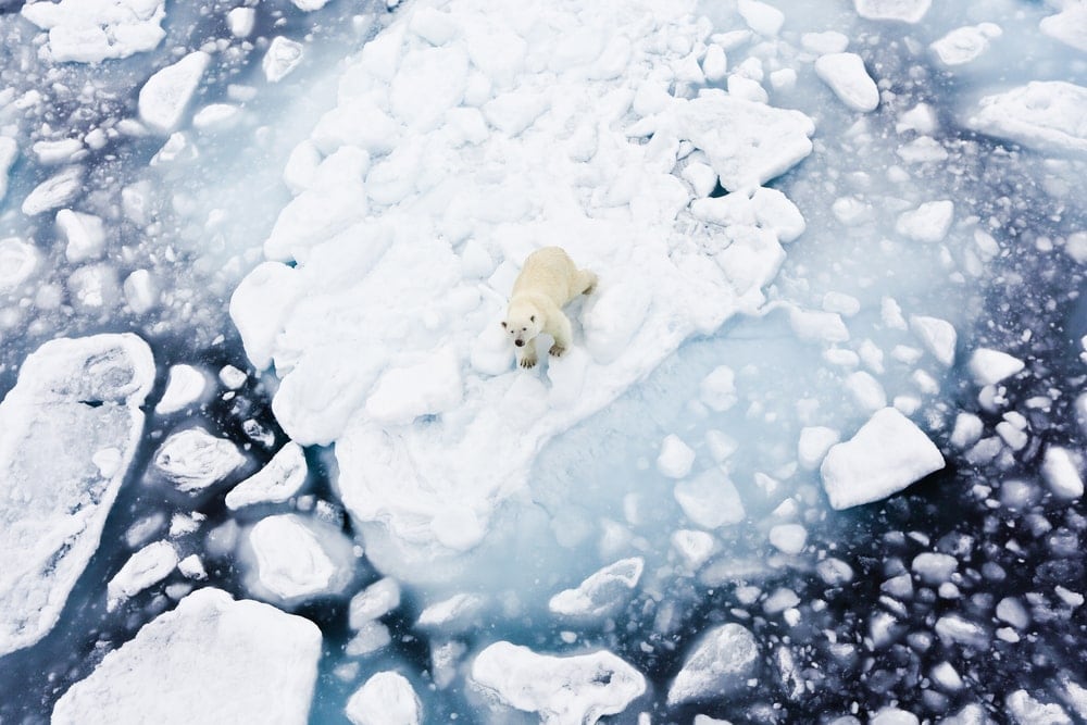 Polar biome