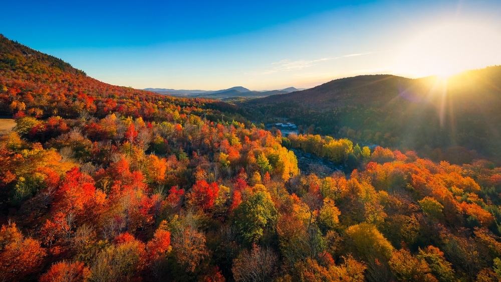 Temperate Broadleaf and Mixed Forests