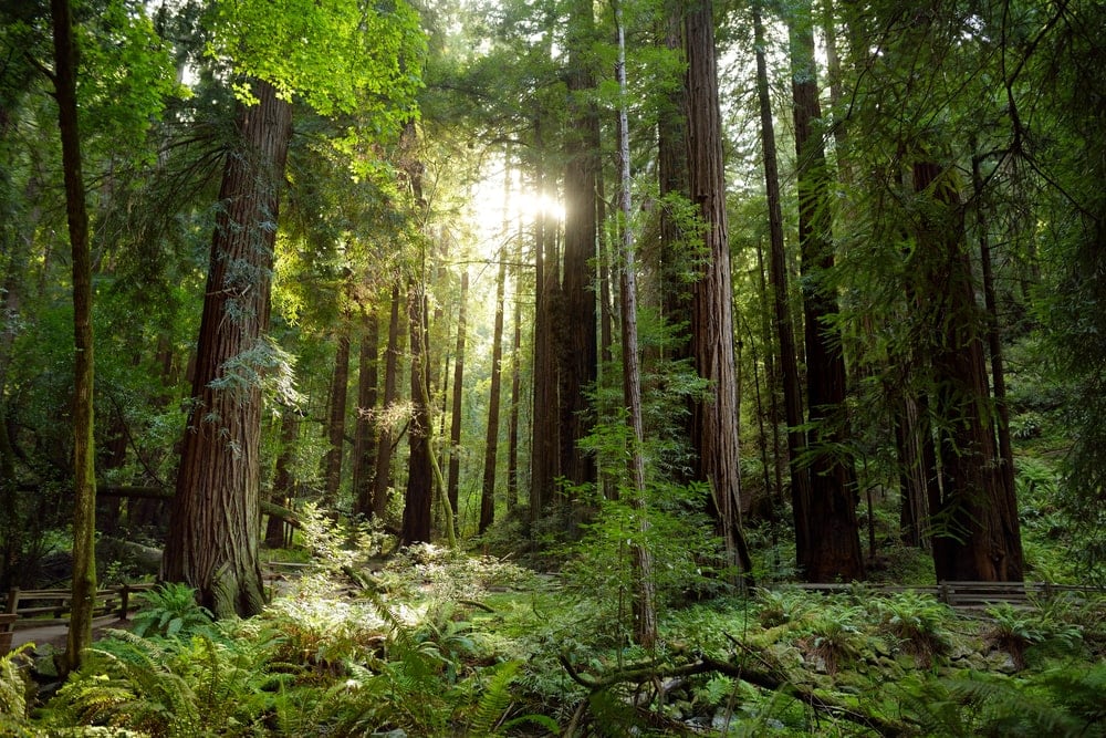 Temperate Coniferous Forests