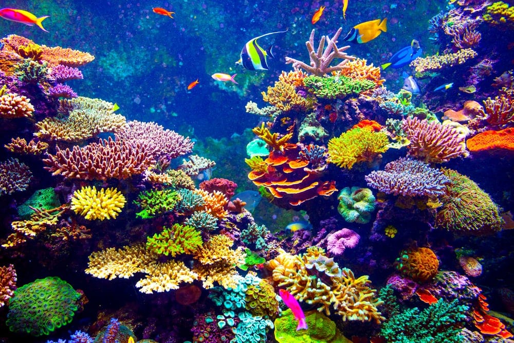 Tropical Coral