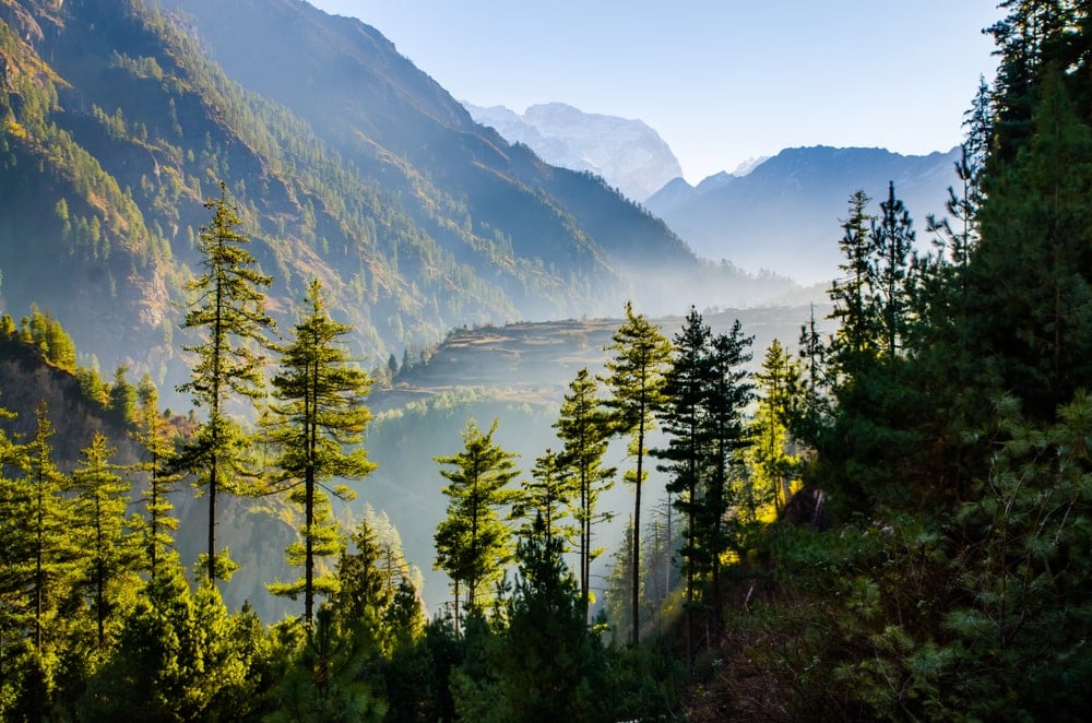 Tropical and Subtropical Coniferous Forests