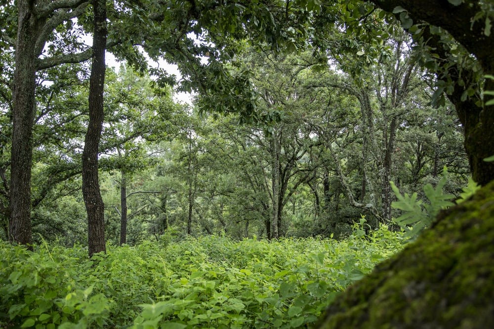 Tropical and Subtropical Dry Broadleaf Forests
