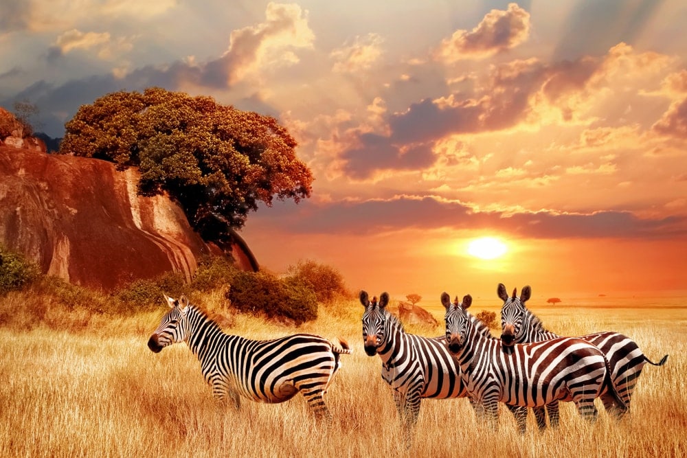  Tropical and Subtropical Grasslands, Savannas, and Shrublands