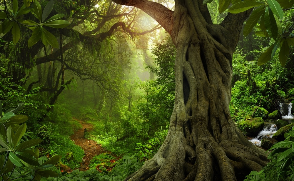 Tropical and Subtropical Moist Broadleaf Forests
