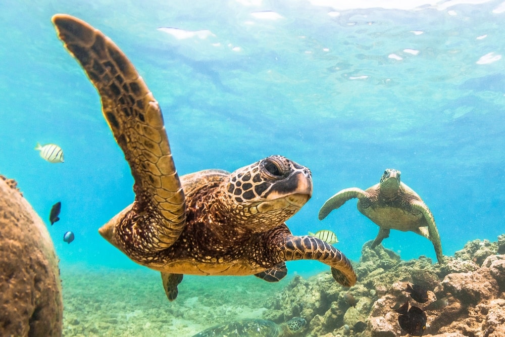 Two sea turtles swimming over rocks