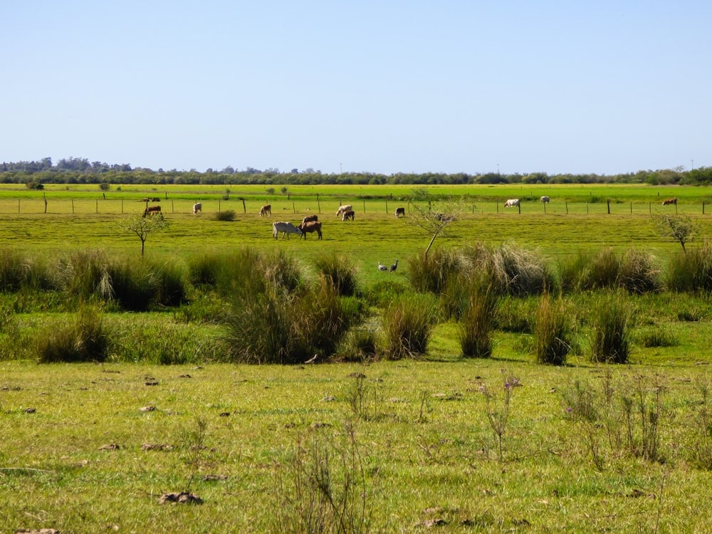 biome with cows