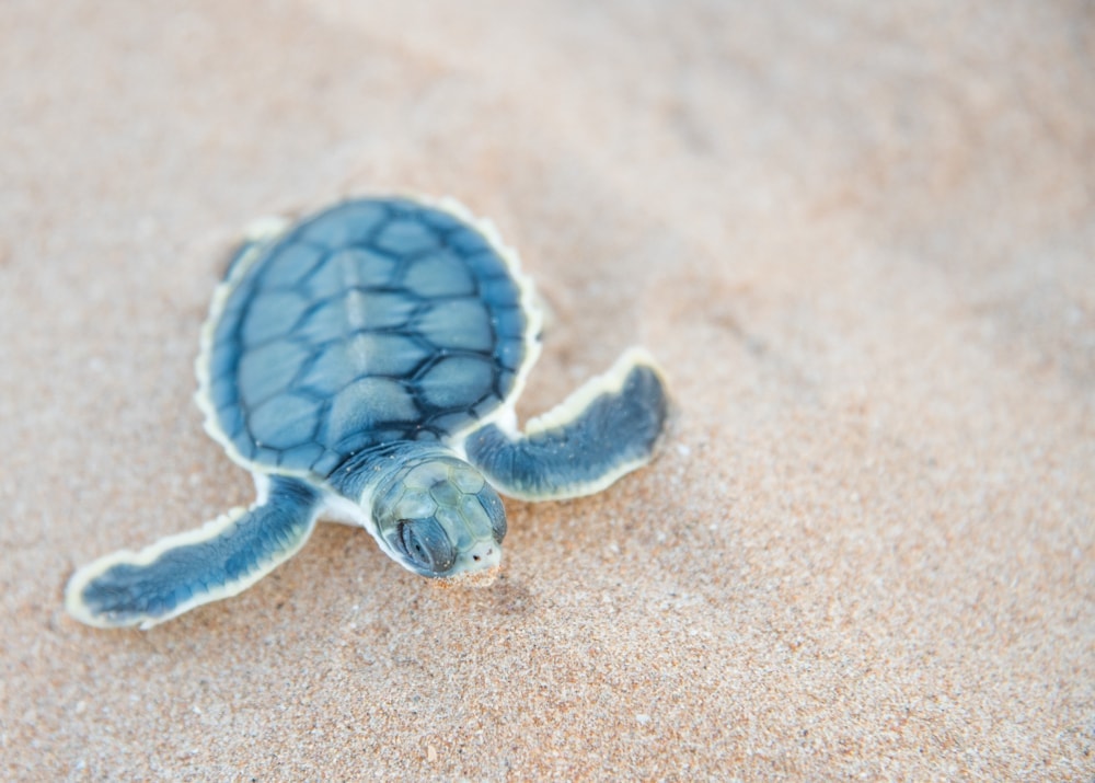 flatback sea turtle hatchling crawling in the sand