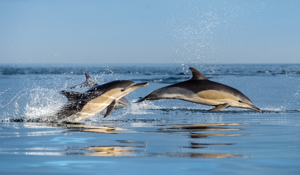Two long-beaked common dolphin 