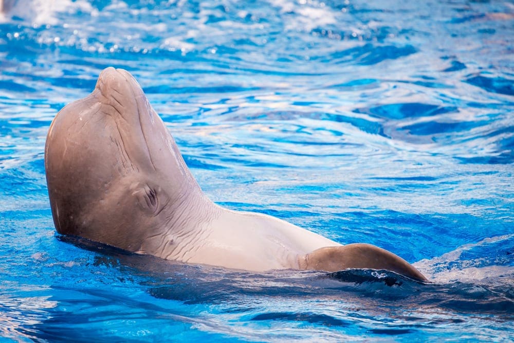 tucuxi dolphin closing its eyes and enjoying the water