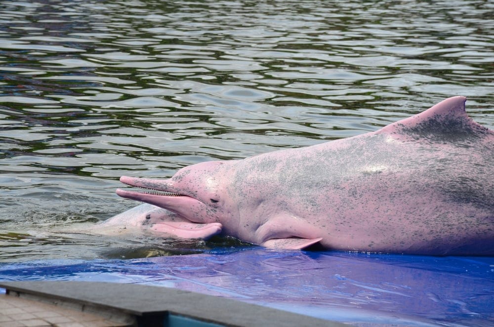 two indo pacific humpback dolphins cuddling
