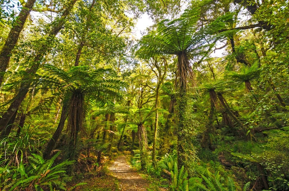 Rainforest Biome Image