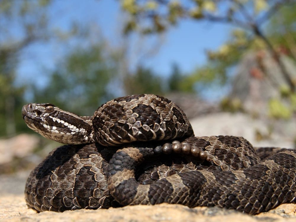 Massasauga snake looking up