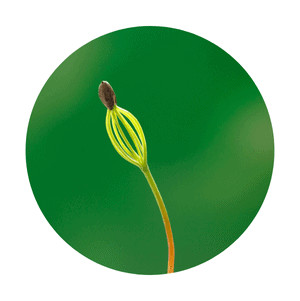 Pine tree seedling
