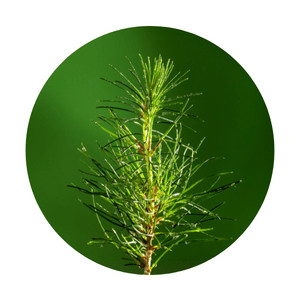 Pine Tree Juvenile leaves