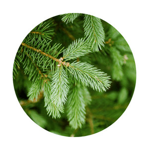 Pine tree scale leaves