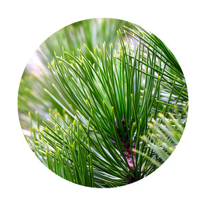 Pine tree needles