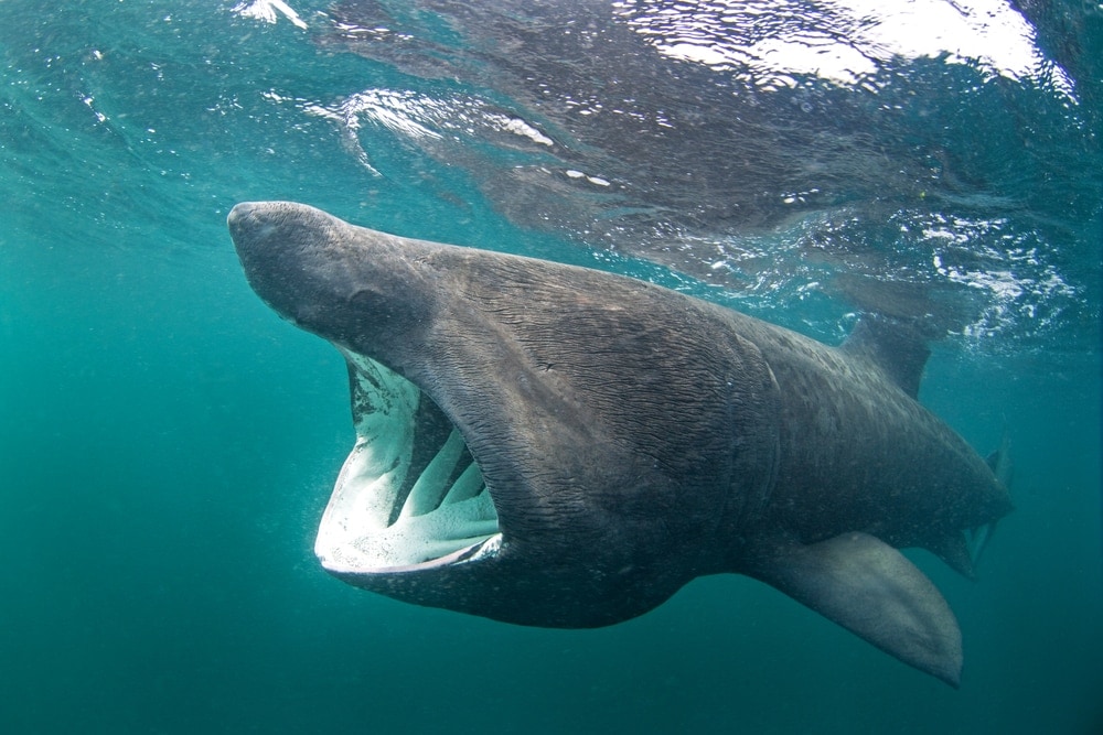 Basking shark opening its mouth while swimming