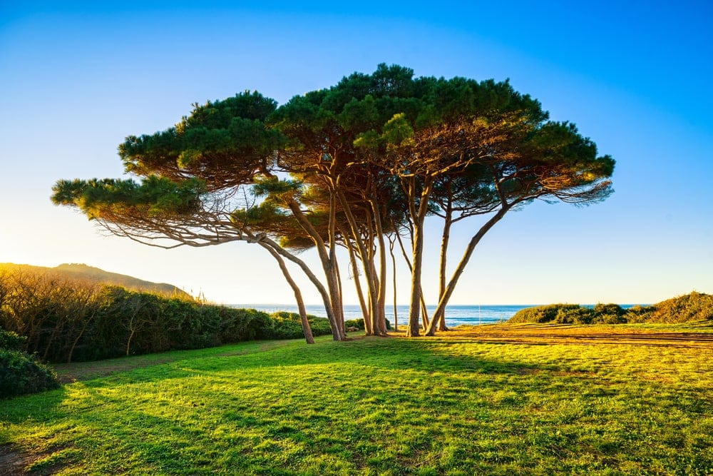 Maritime Pine Tree also known as cluster pine tree (Pinus Pinaster)