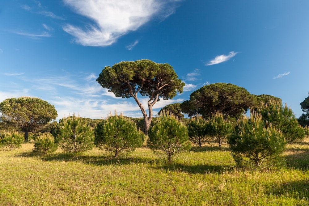 Stone pine tree (Pinus Pinea)