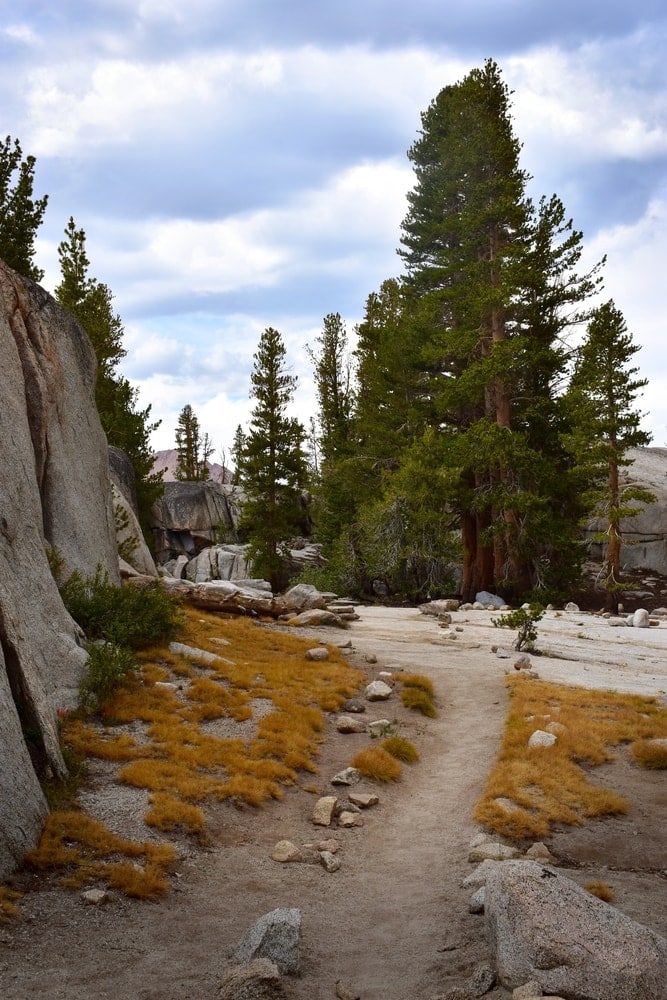 Bishop Pine Tree (Pinus muricata)