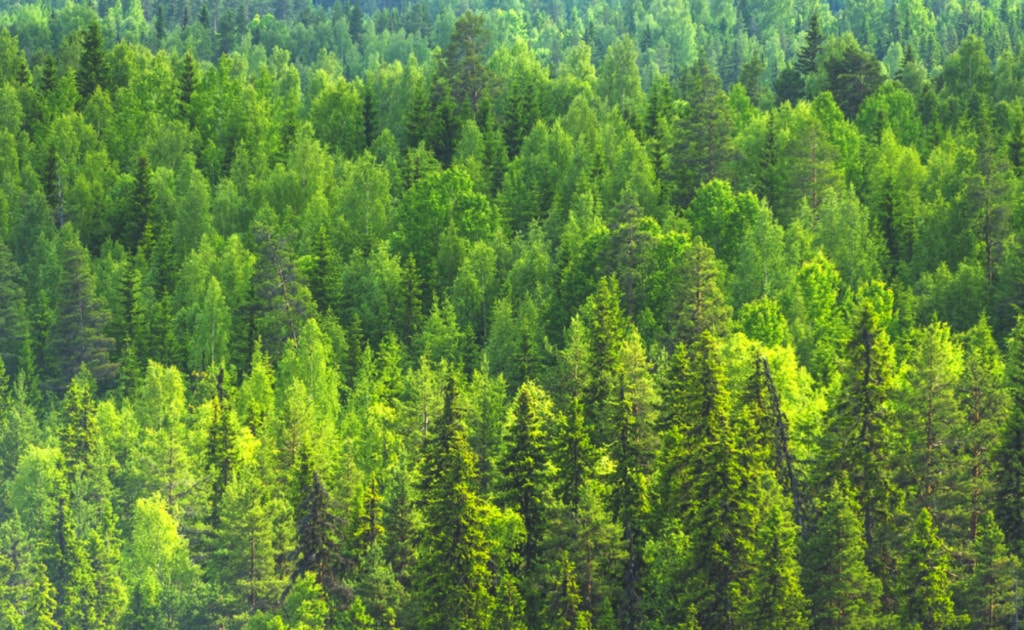 Group of Pine trees