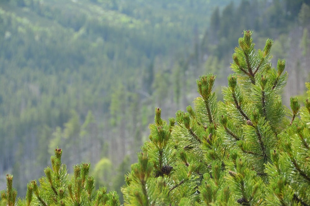 Close up image of pine tree branches and leaves