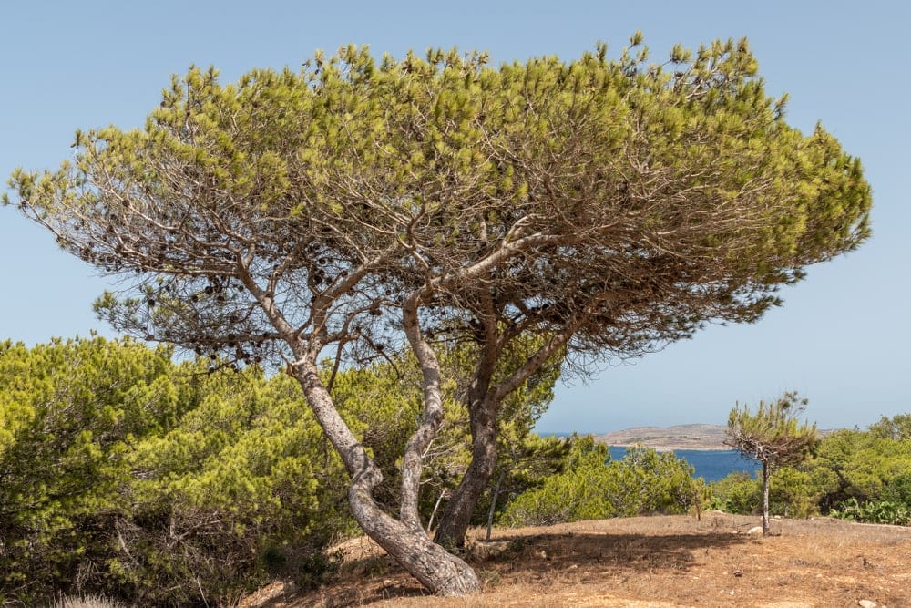 Aleppo pine tree also known as Jerusalem Pine tree (Pinus Halepensis)