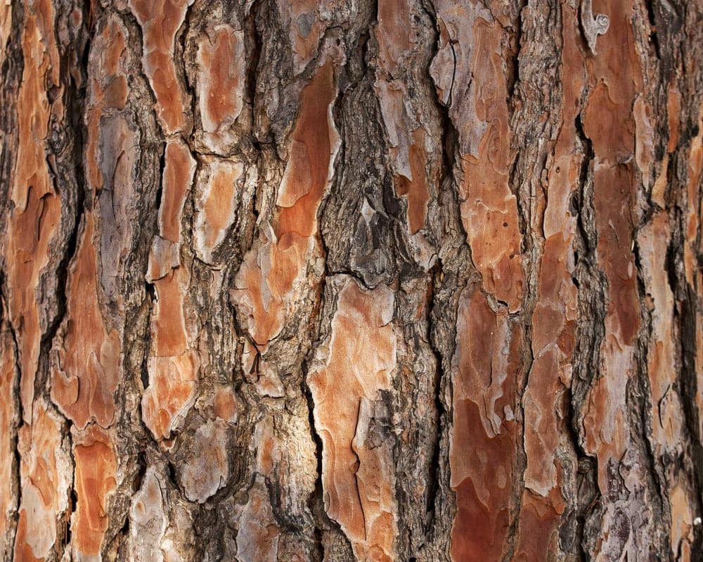 Pine tree bark