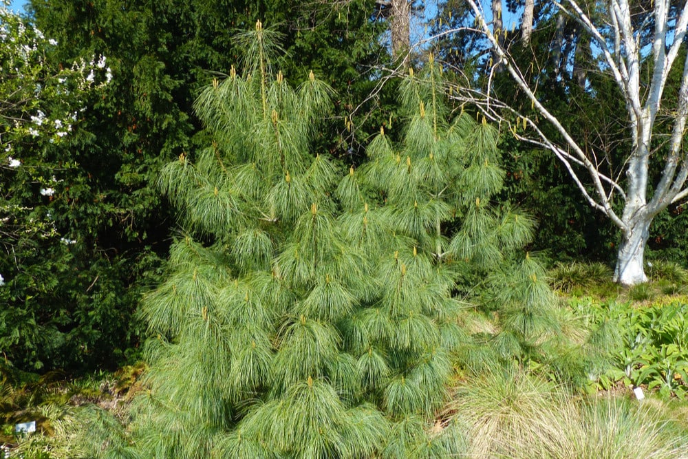 Blue Pine Tree (Pinus wallichiana)