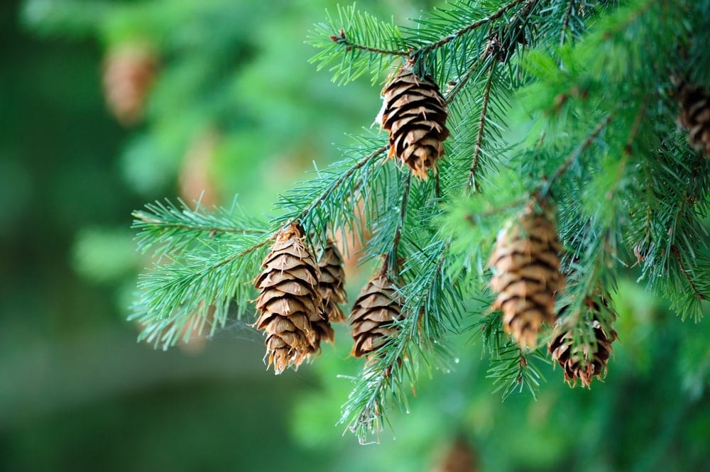 Pine tree cones