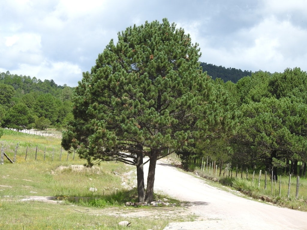 Cooper’s Pine Tree (Pinus cooperi)