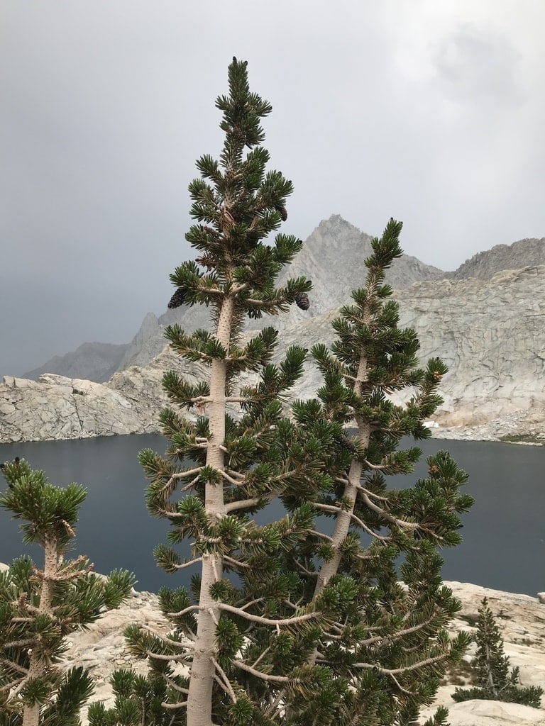 Foxtail Pine Tree (Pinus balfouriana)