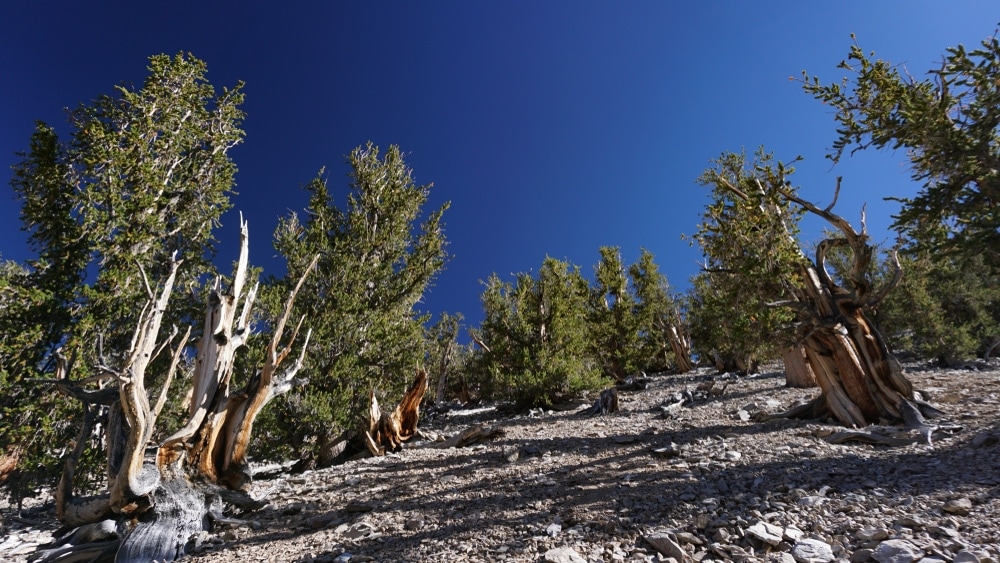Great Basin Bristlecone Pine or Intermountain Bristlecone Pine (Pinus longaeva)