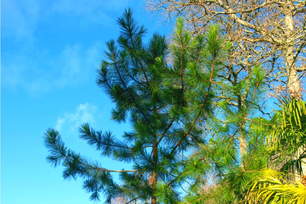 Gregg’s Pine Tree (Pinus greggii)