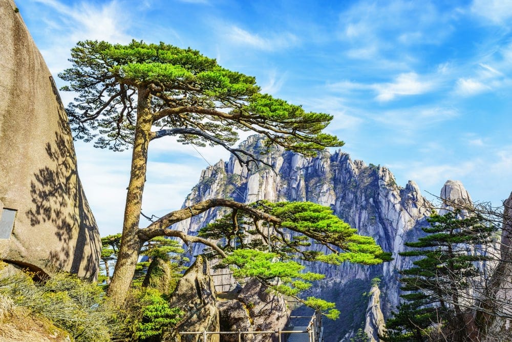 Huangshan pine tree (Pinus hwangshanensis)