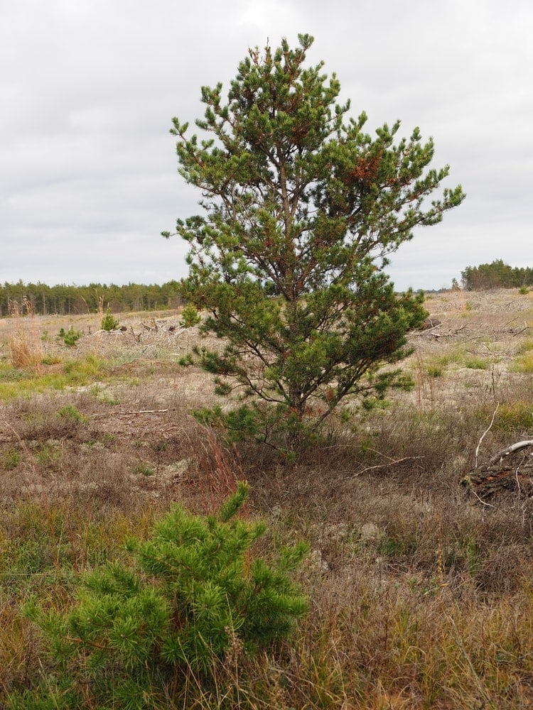 Jack Pine tree also known as Grey Pine and Scrub Pine (Pinus banksiana)