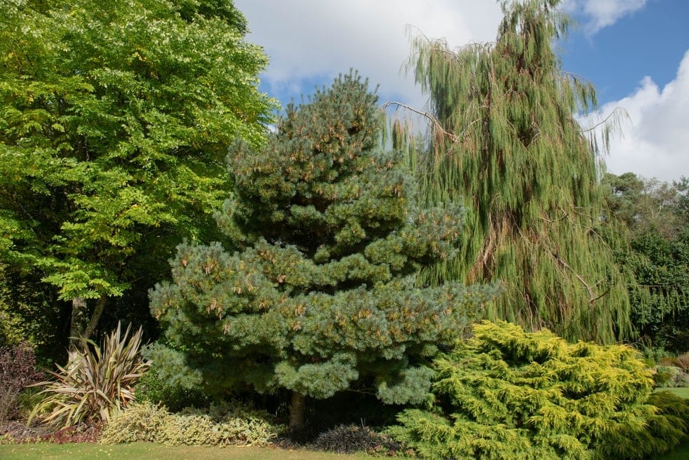 Lawson’s Pine Tree (Pinus lawsonii)