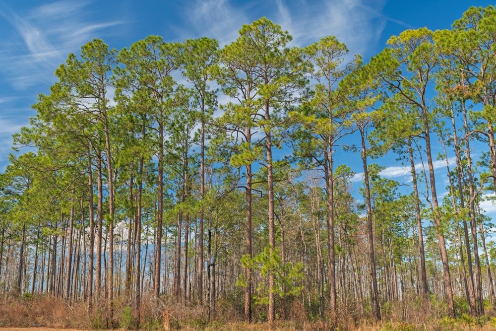 Longleaf Pine Tree (Pinus palustris)