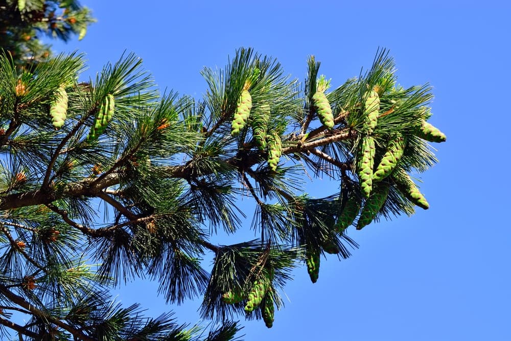Close up image of Macedonian Pine Tree leaves and cones (Pinus peuce)