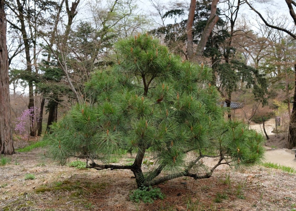Mexican Pinyon also called Mexican Nut Pine (Pinus cembroides)