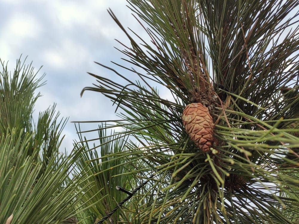 Close up photo of Qiaojia Pine Tree leaves and cones (Pinus squamata)